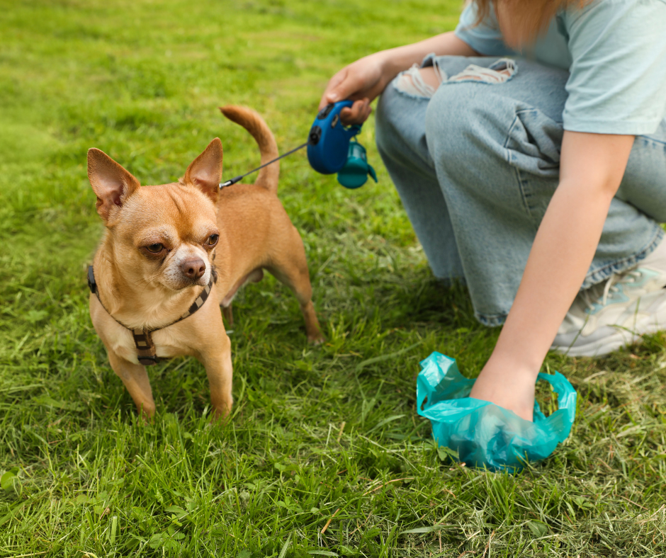 Why Kiwi Dog Owners Are Switching to Eco-Friendly Dog Products