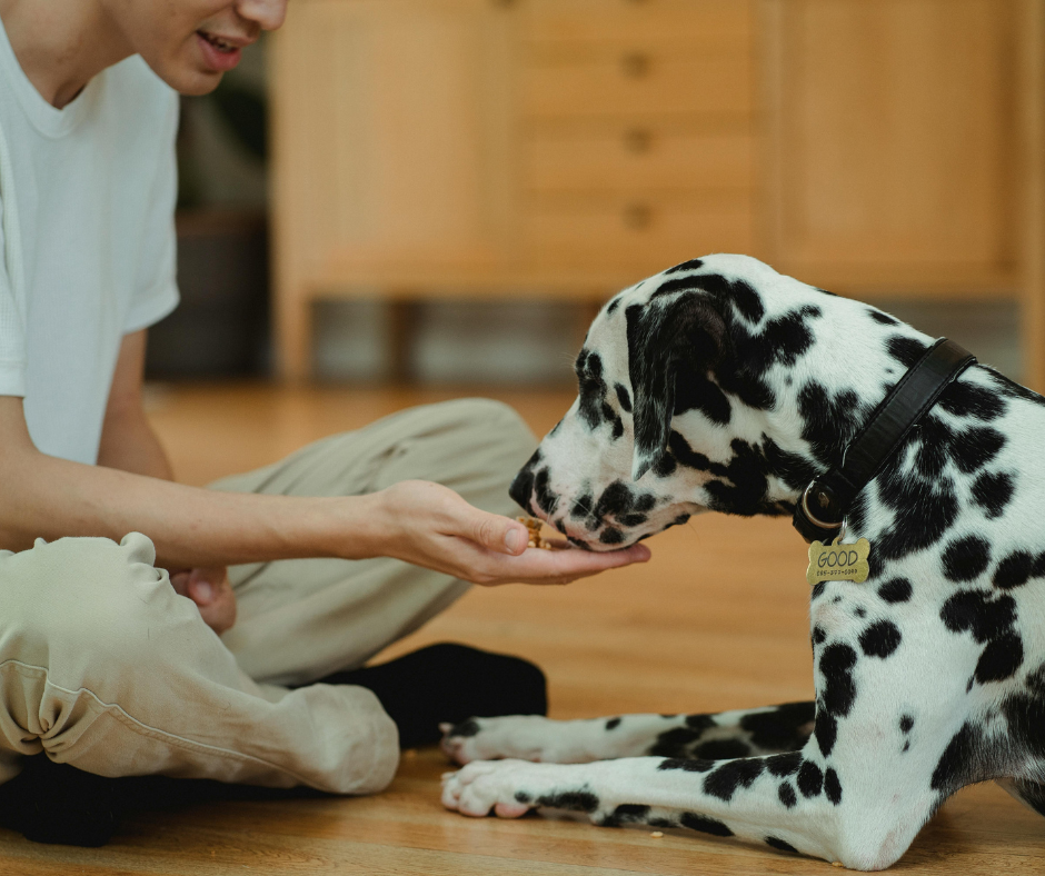 The Benefits of Natural Dog Treats for Kiwi Pups