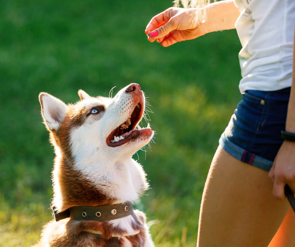 How to Use Treats for Positive Dog Training in New Zealand