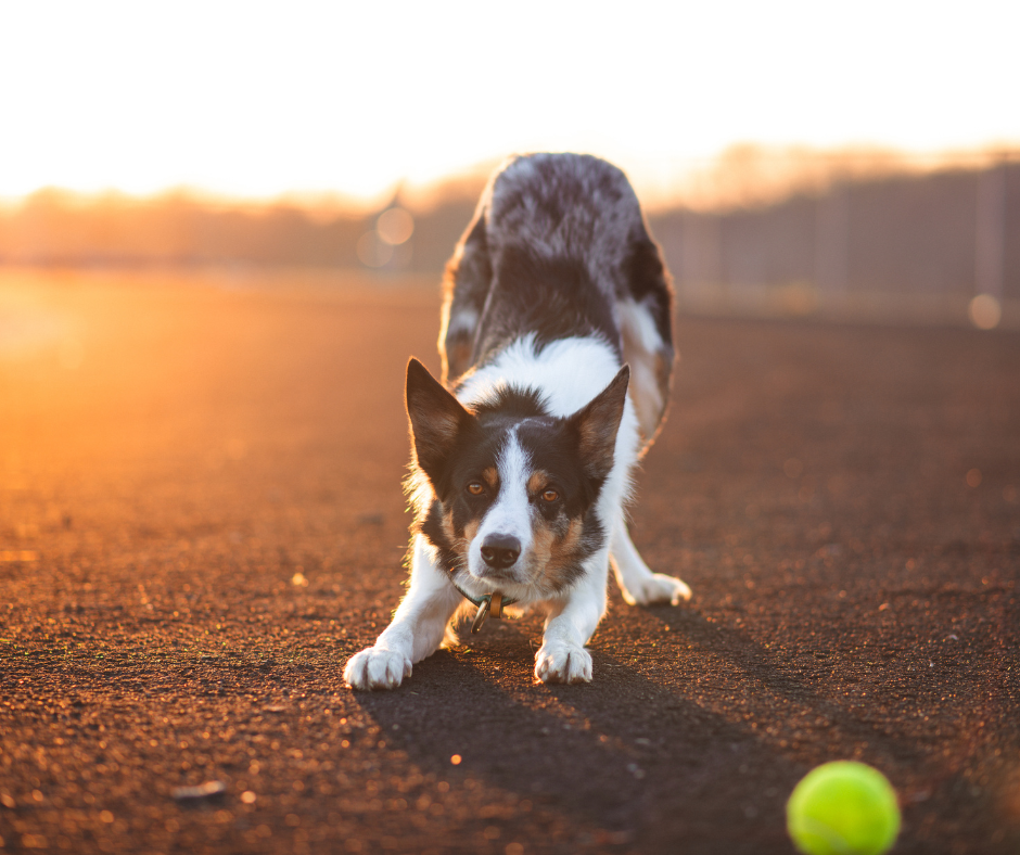 The Top 5 Healthy Dog Treat Ingredients You Should Look For