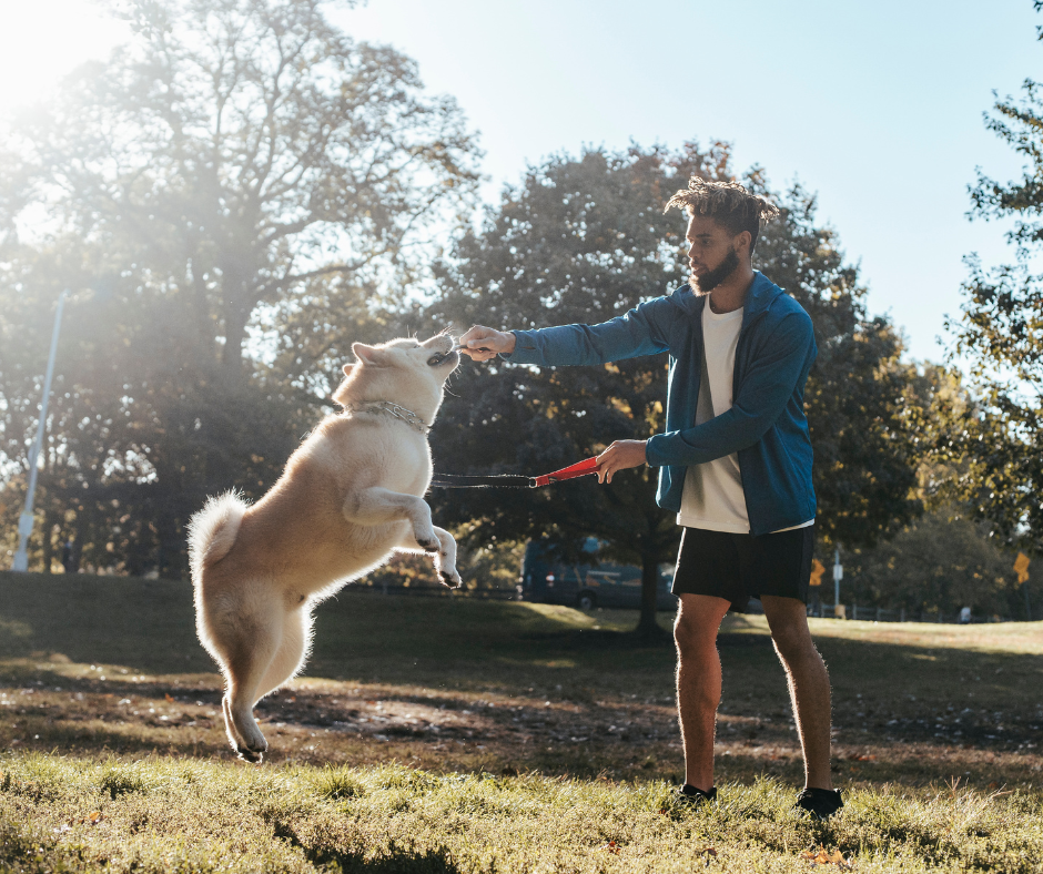 How Often Should You Give Your Dog Treats?